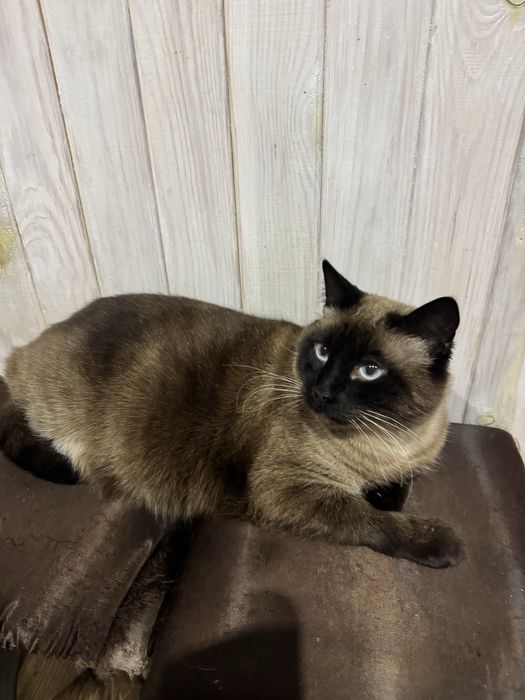 Продам кішку порода сіамська