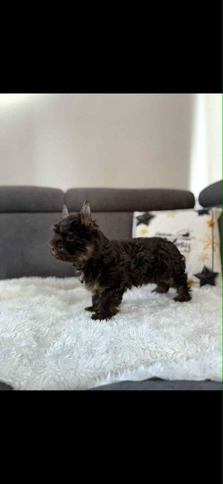 Czekoladowy samiec Yorkshire terrier