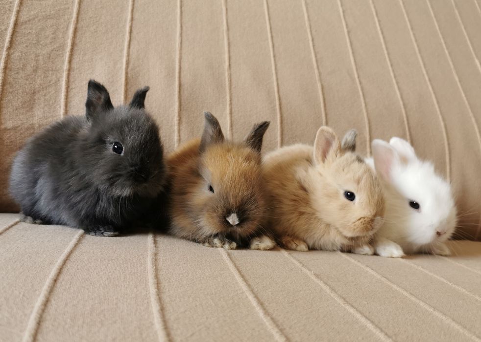 KIT Coelhos anões holandês mini e minitoy muito fofos