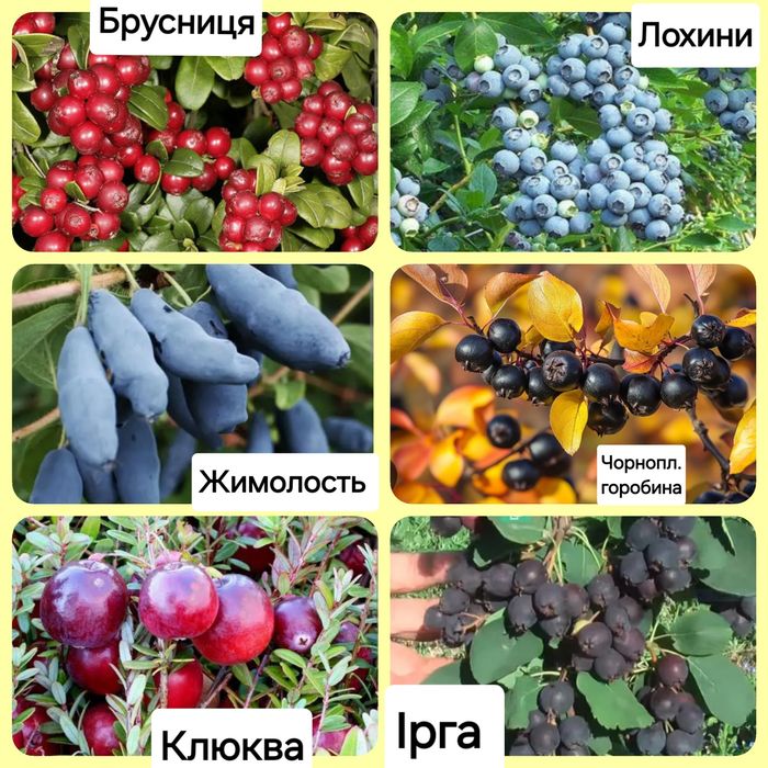 Брусниця( клюква,ірга, лохина, жимолость,горобина)