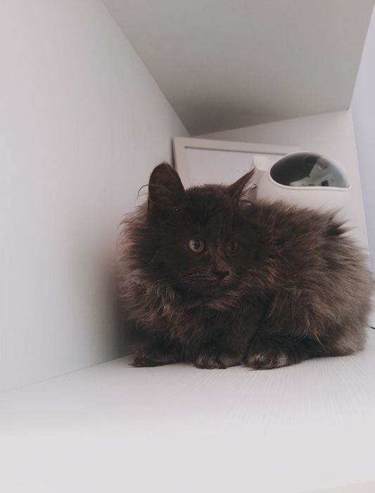 Британець довгошерстний