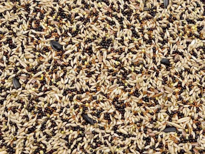 Karma dla kanarków kanarek uniwersalny KAU 10kg Kampol