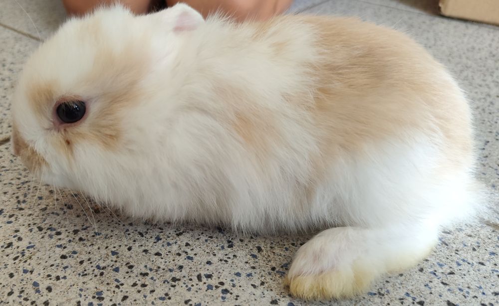 Coelhos belier e mini holandês