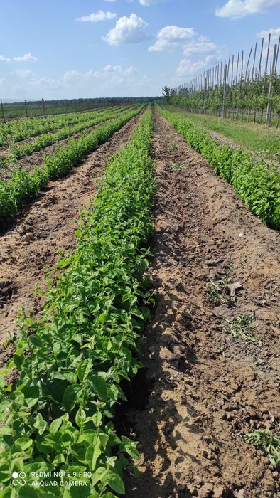 Продам підщепу Q-Eline , BA-29, М-9, 54-118