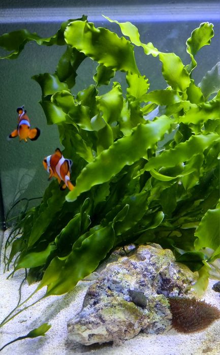 Macroalga Caulerpa Prolifera