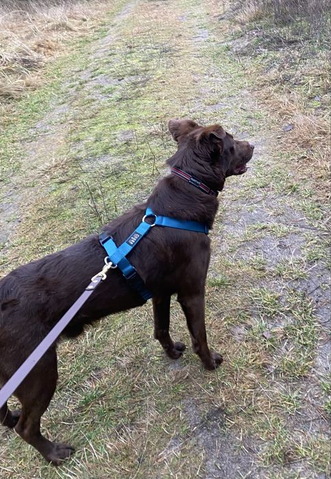 Piesek Tedi do adopcji