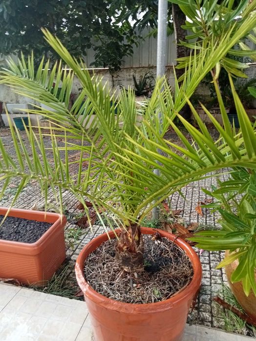 Palmeira muito bonita