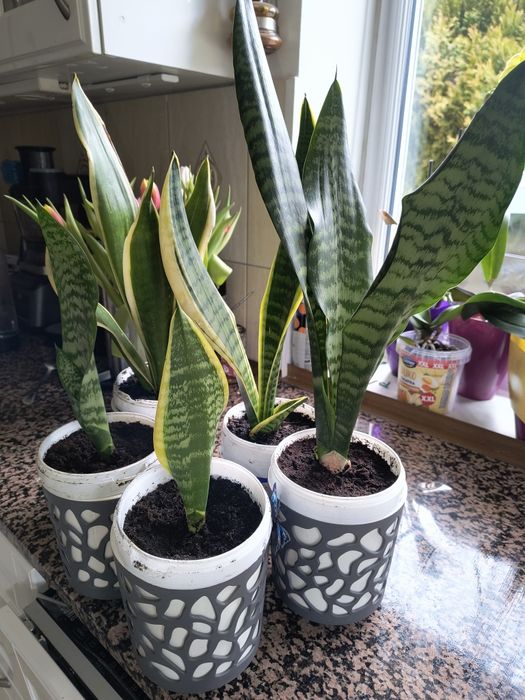 SenSansewiery szable, język teściowej.