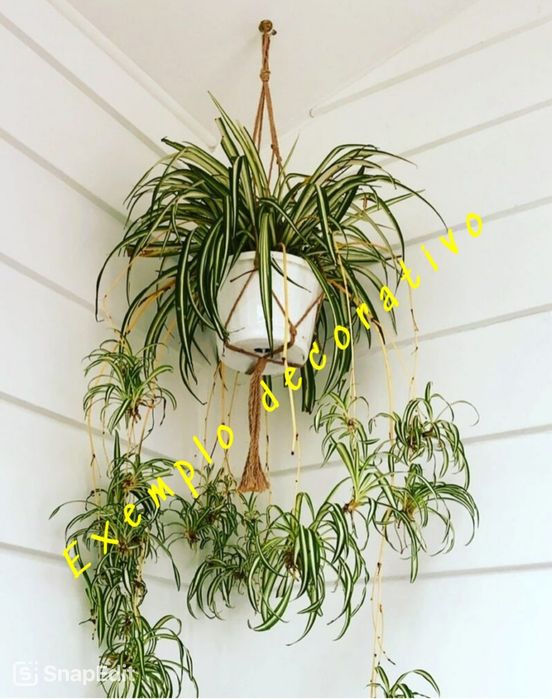 Clorofito (Planta Aranha)