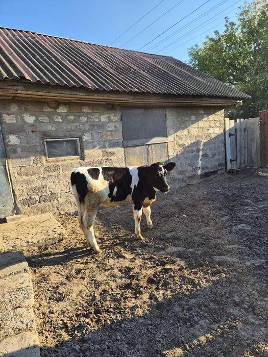 Продам телицю на корову (6 місяців, голштин)