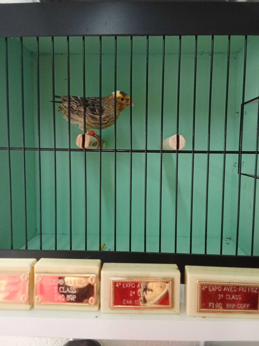 Canarios Lizard para ceder