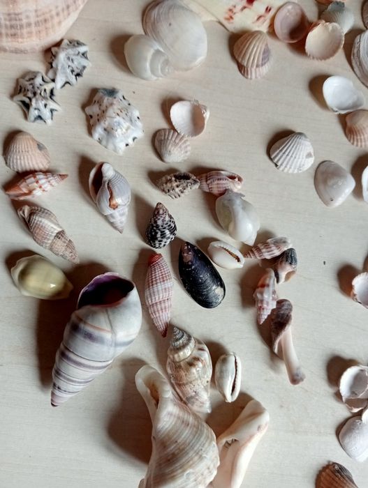 Muszle oceaniczne muszle
