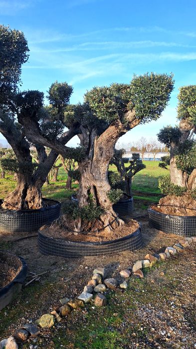 Jardim das Oliveiras