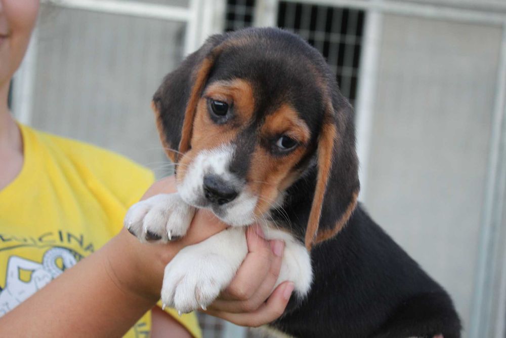 Cachorro Beagle TOP