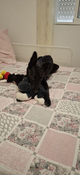 Nina, cadela de 8 meses para adoção