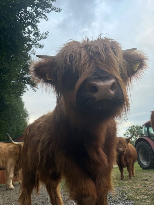 Byczek szkocki highland