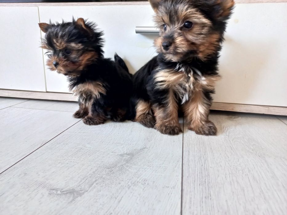 York Yorkshire Terrier