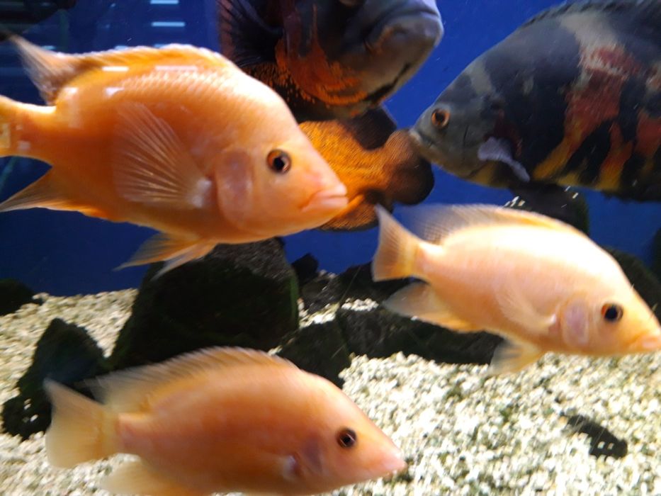 Młode pielęgnice cytrynowe  17-23 cm