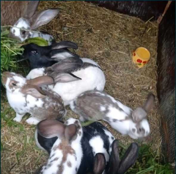 Coelhos para venda