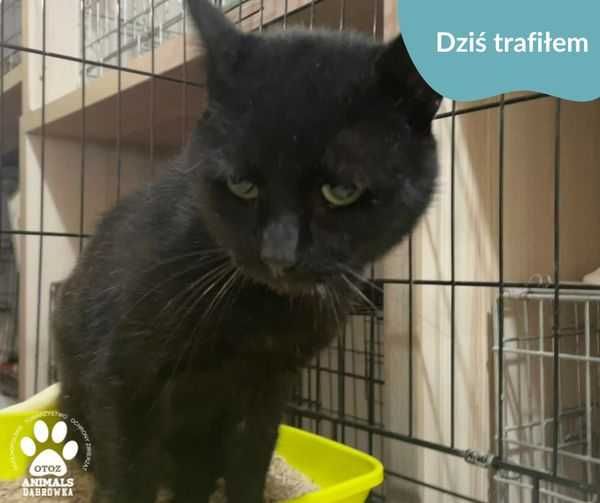 Znaleziono kota - Wejherowo