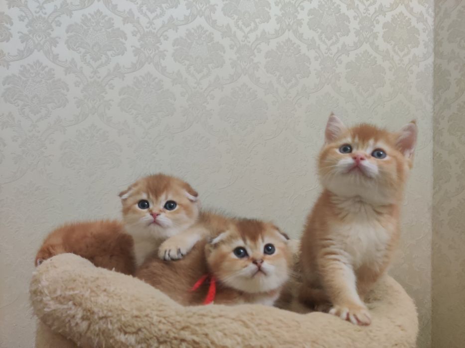 Шотландские котята золотая шиншилла.
