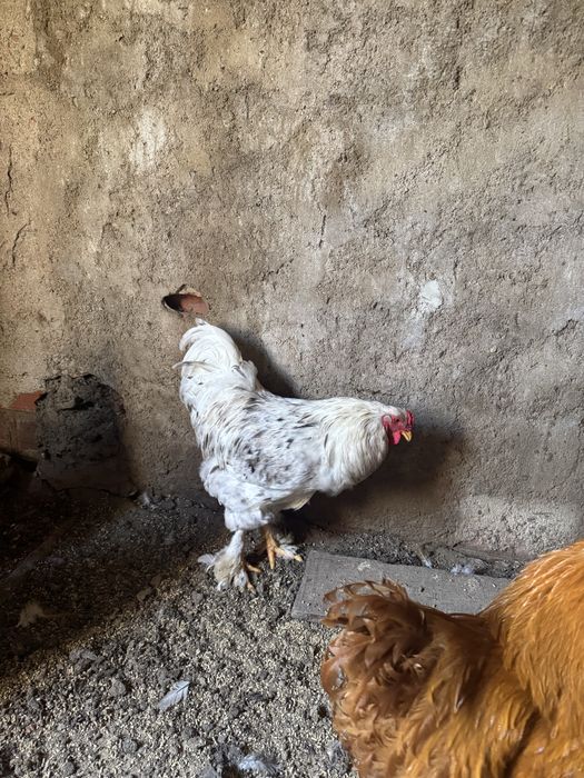 Galos de diferentes raças