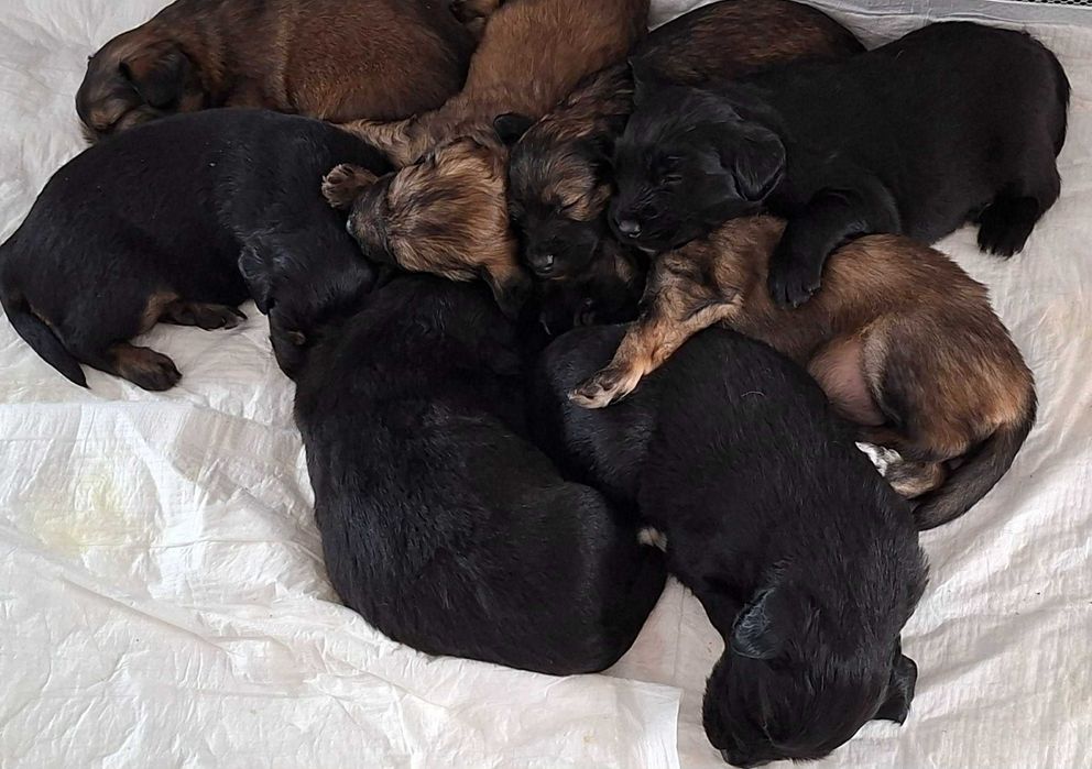 polecamy się do adopcji