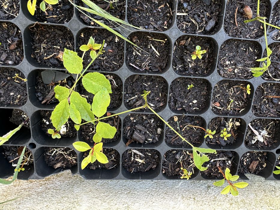 Trepadeira glicinia roxa em pezinhos germinadas