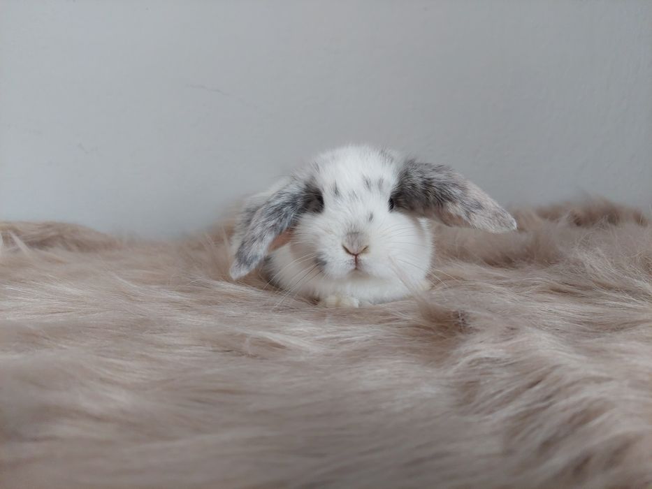 Króliki miniaturki baranki kłapousze