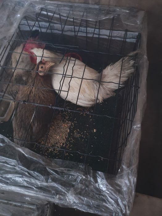 Vendo garnizas a pôr