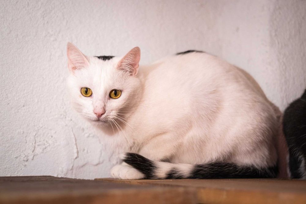 Eliot z Doliny Dolistówki