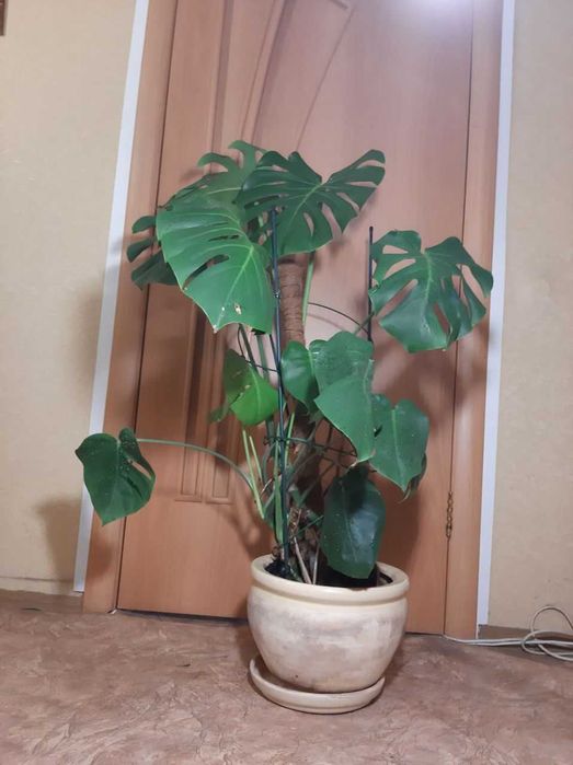 продам растение монстеру