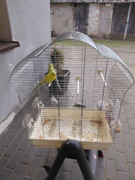 Sprzedam papugi z klatkom
