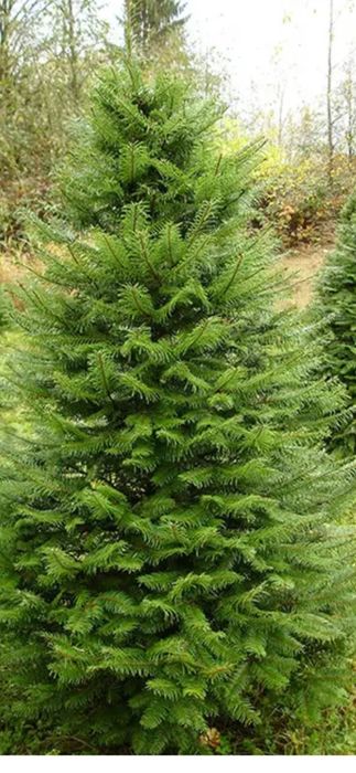 Дерево Ялиця Дугласа (Псевдотсуга), Pseudotsuga menziesii