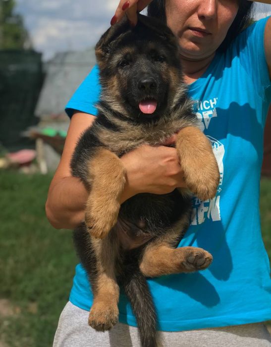 Хлопці Німецької вівчарки 1.1 місяця, резерв.