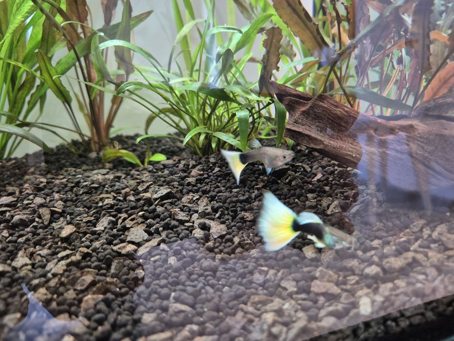 Gupik HB pastel 5 cm