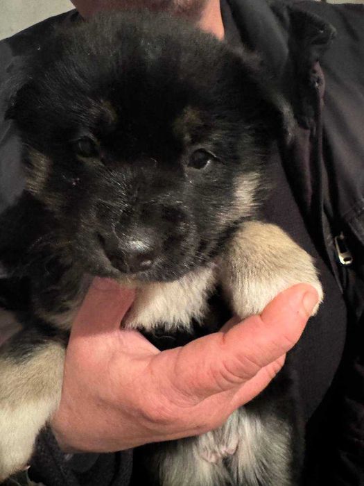 Отдам  бесплатно щеноков полу-хаски