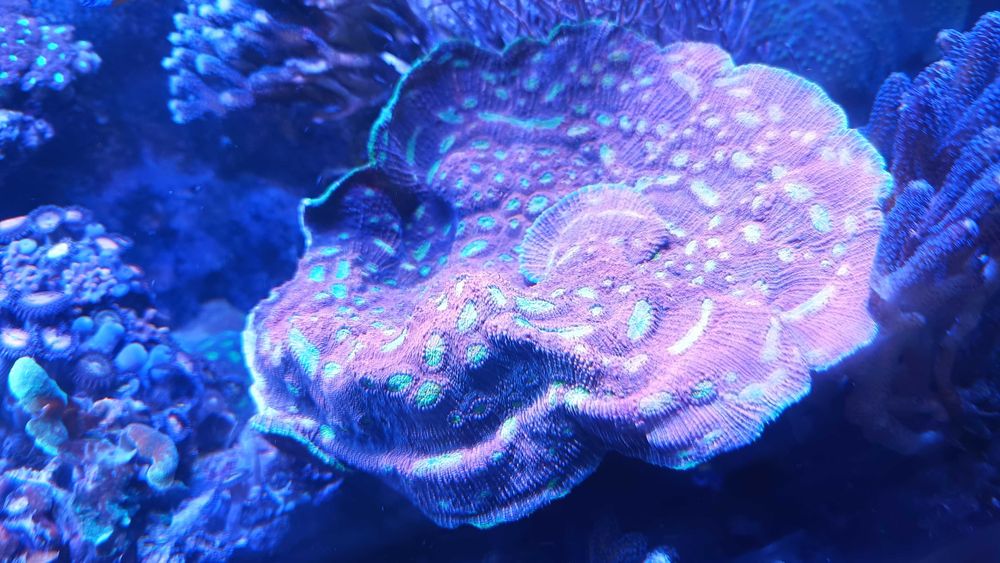 Echinophyllia Kelk “Watermeloen”