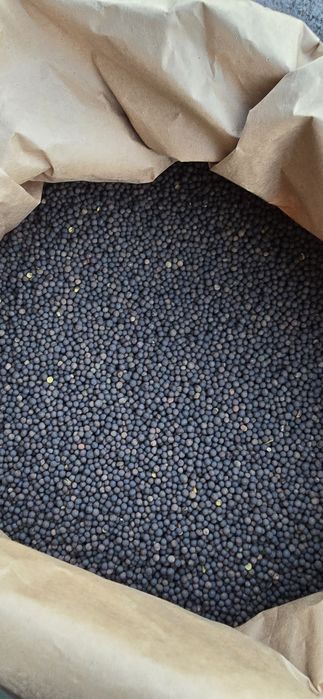 Wyka Ozima (Zimowa) czystość 99% Pewna i Sprawdzona WYSYŁKA