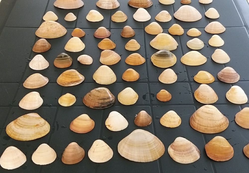 Conchas Lisas,  robustas