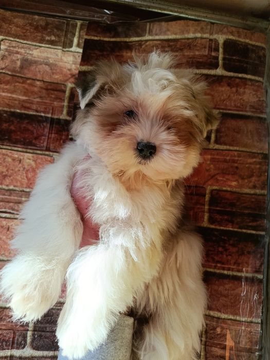 Біро, бівер, блубері з блакитними очима