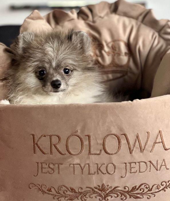 Szpic miniaturowy/pomeranian-maleńka dziewczynka