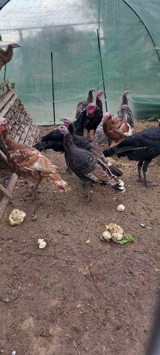 Sprzedam Indory z 2025