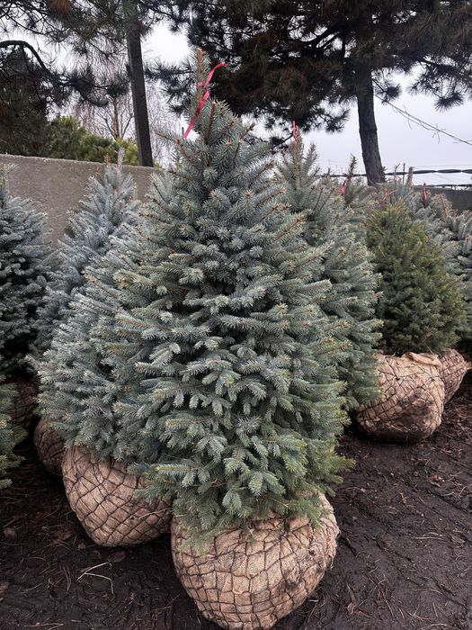 Ель колючая голубая