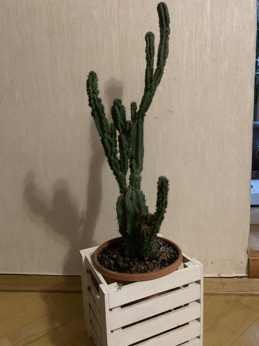 Цереус Перуанский