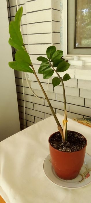 Комнатное растение Замиокулькас