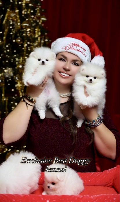 Реальний шик і ексклюзив. SUPER VIP цуценята.  Померанський шпіц