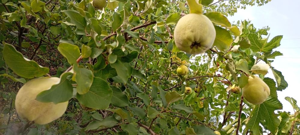 Marmelos biológicos no Porto