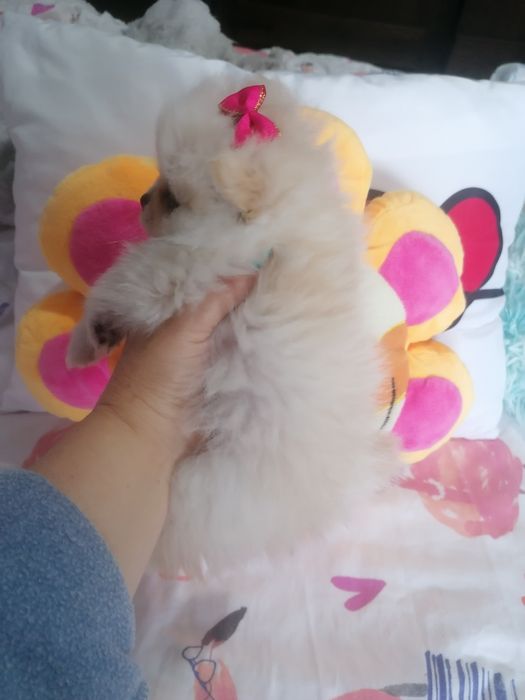 Spitz alemão mini
