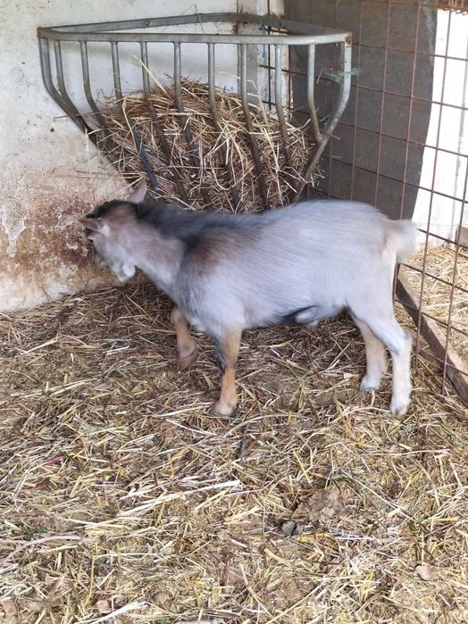 cabras anãs sem chifres